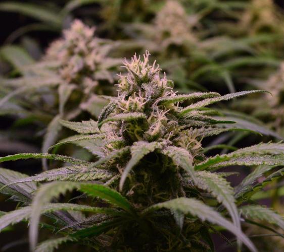•Strawberry Guava BX•. Week 11