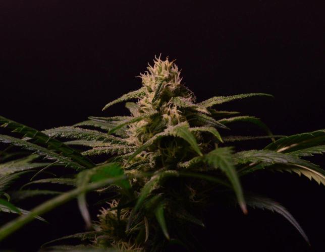 •Strawberry Guava BX•. Week 11
