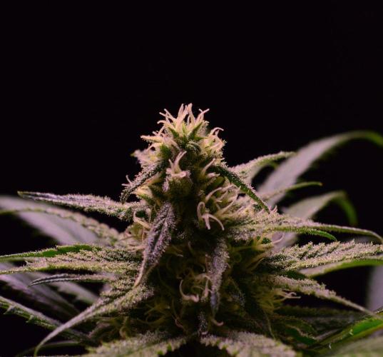 •Strawberry Guava BX•. Week 11