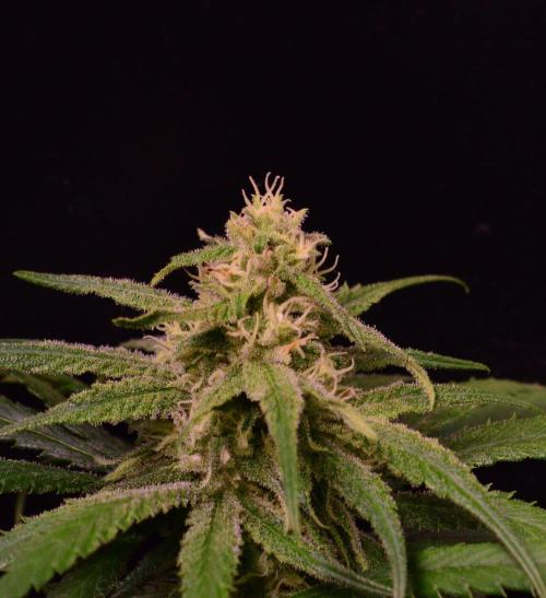 •Strawberry Guava BX•. Week 11