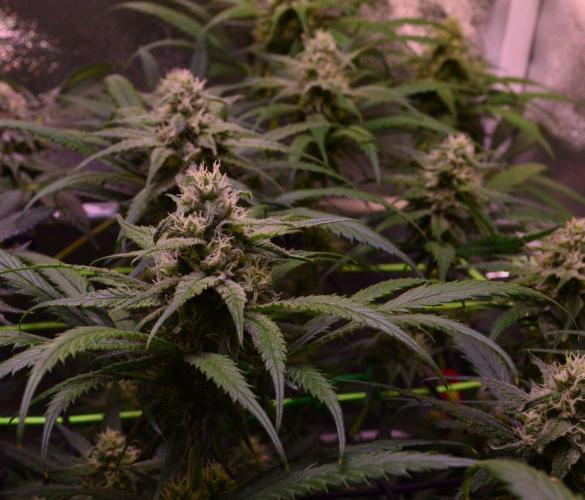 •Strawberry Guava BX•. Week 11