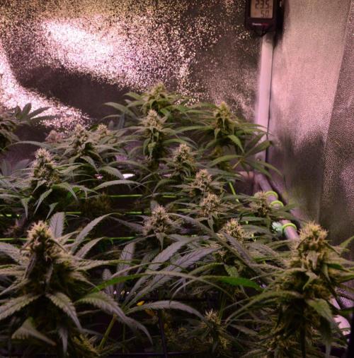 •Strawberry Guava BX•. Week 11