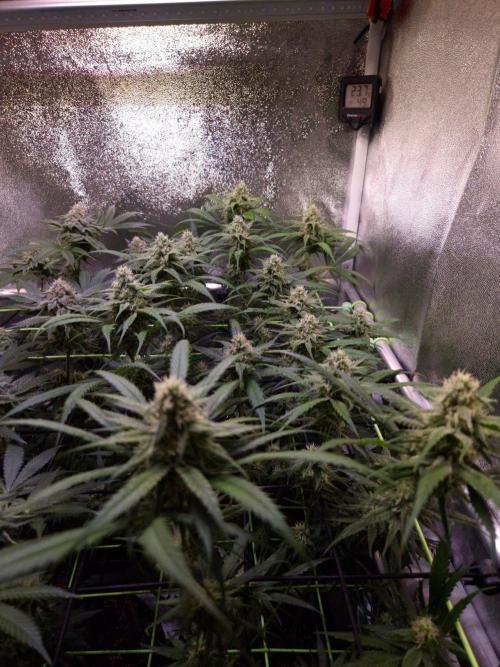•Strawberry Guava BX•. Week 11