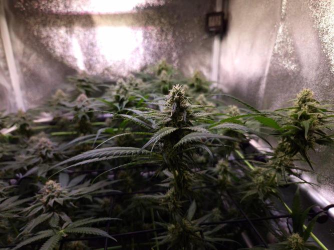 •Strawberry Guava BX•. Week 11