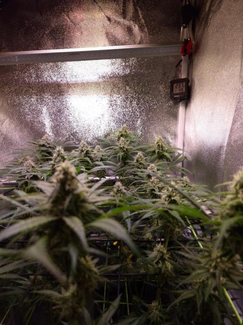 •Strawberry Guava BX•. Week 11