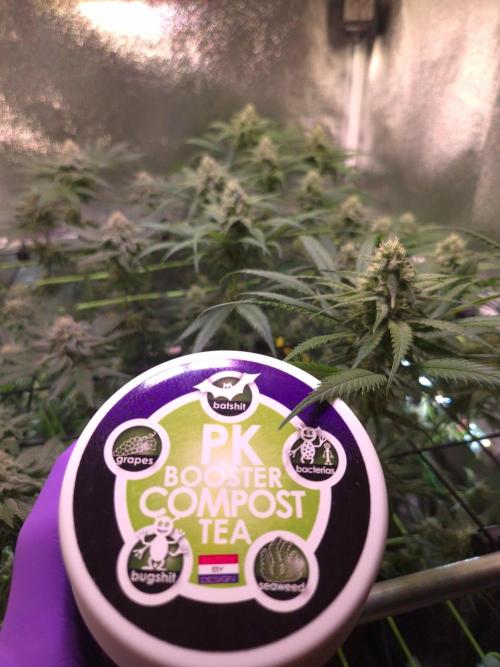 •Strawberry Guava BX•. Week 11
