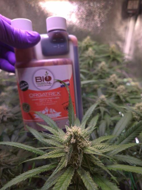 Strawberry Guava BX. Week 11