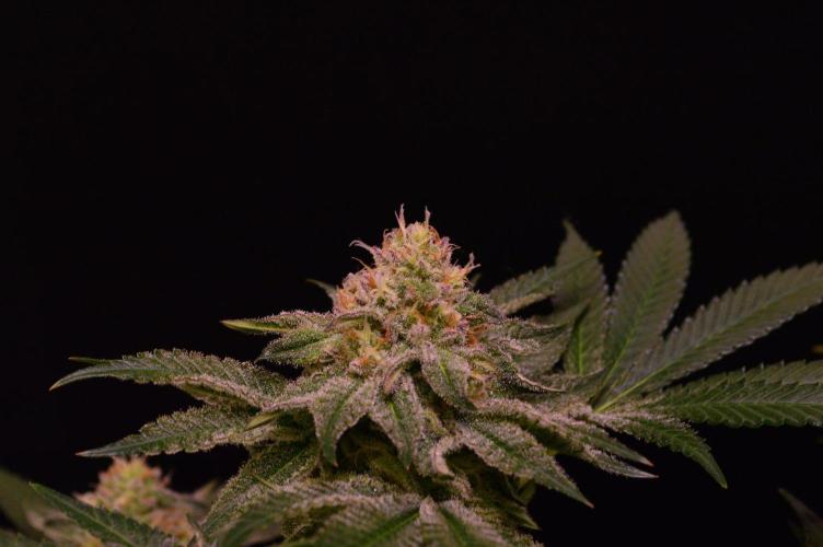 • Strawberry Lobster •. Week 11