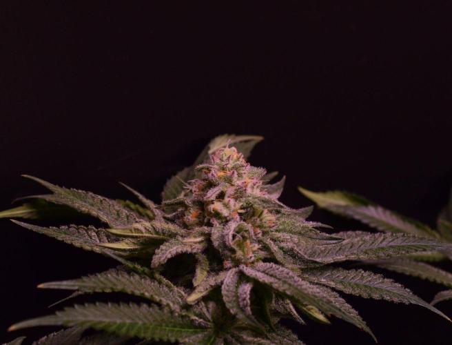 • Strawberry Lobster •. Week 11