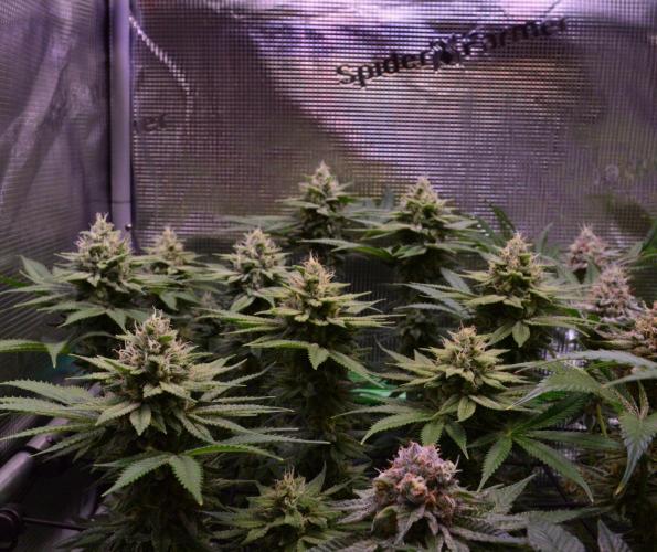 • Fruity Pebbles •. Week 12 - D84/42F