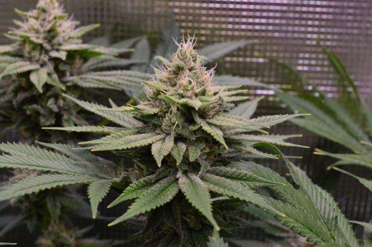 • Fruity Pebbles •. Week 12