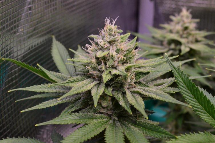 • Fruity Pebbles •. Week 12