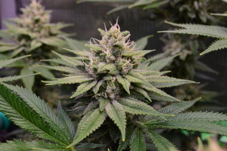 • Fruity Pebbles •. Week 12