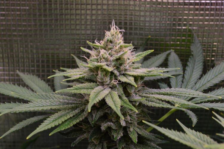 • Fruity Pebbles •. Week 12