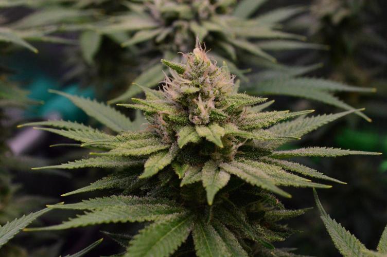 • Fruity Pebbles •. Week 12
