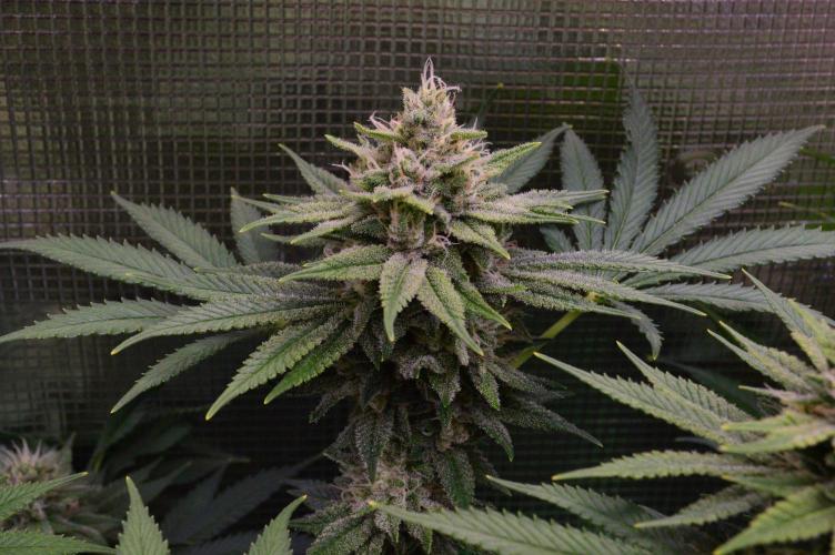 • Fruity Pebbles •. Week 12