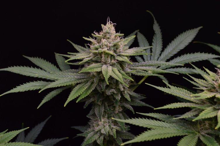 • Fruity Pebbles •. Week 12