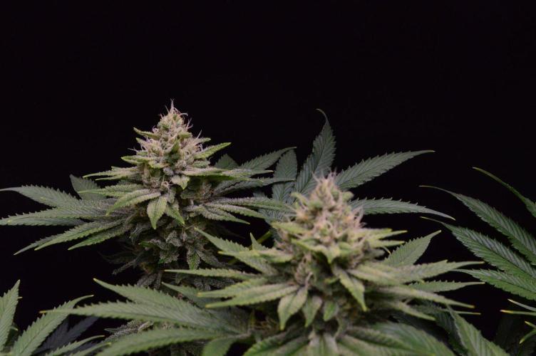 • Fruity Pebbles •. Week 12