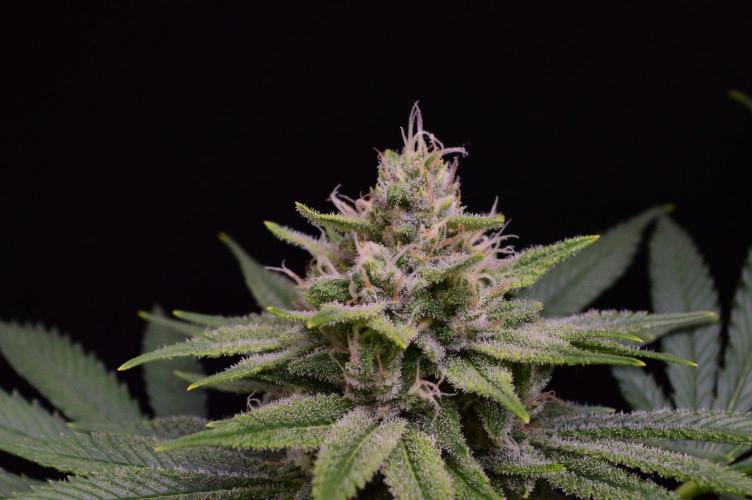 • Fruity Pebbles •. Week 12