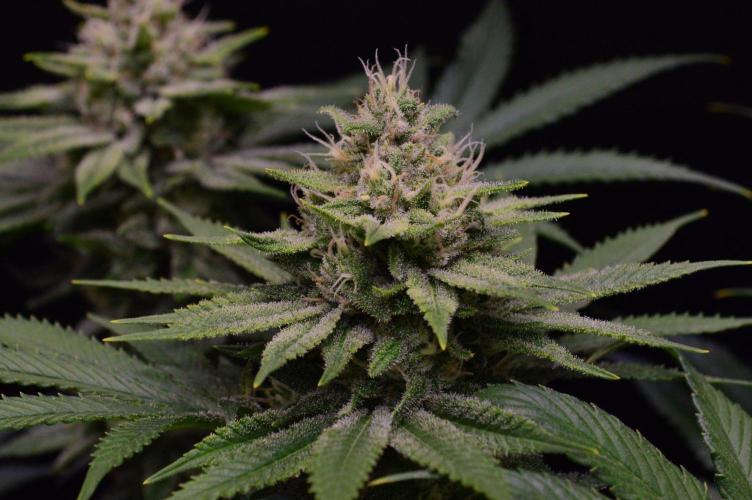 • Fruity Pebbles •. Week 12