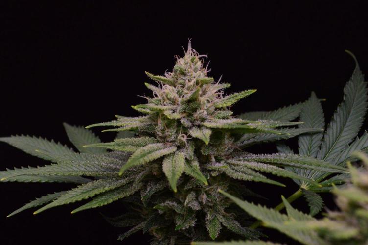 • Fruity Pebbles •. Week 12