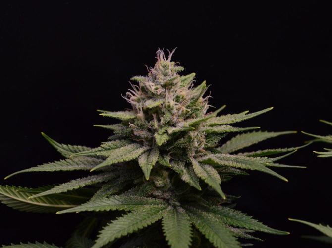 • Fruity Pebbles •. Week 12