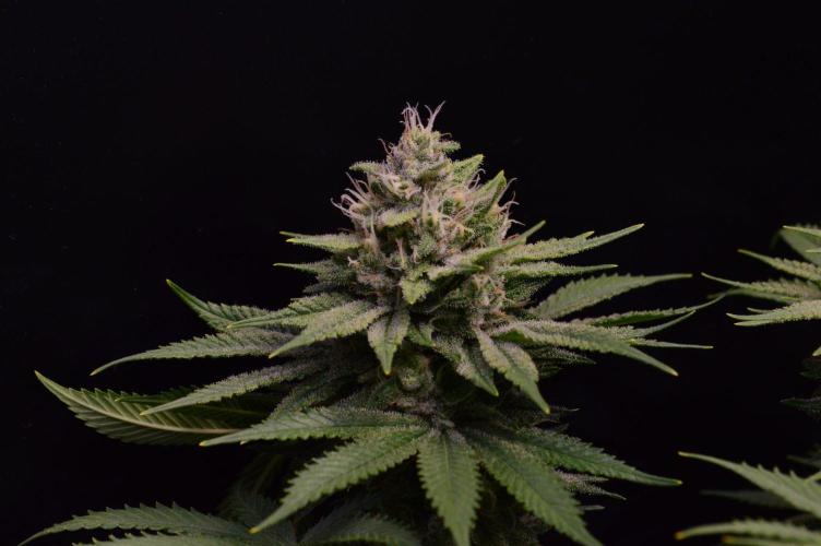 • Fruity Pebbles •. Week 12