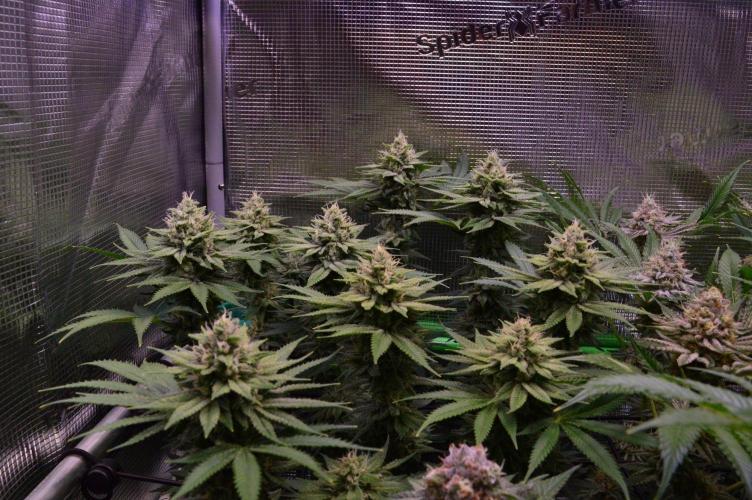 • Fruity Pebbles •. Week 12
