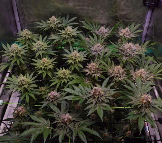 • Fruity Pebbles •. Week 12
