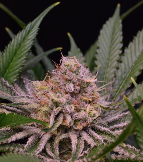 • Deepwater Cherry •. Week 12 - D84/42F