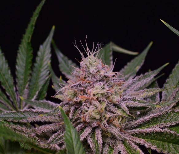 • Deepwater Cherry •. Week 12