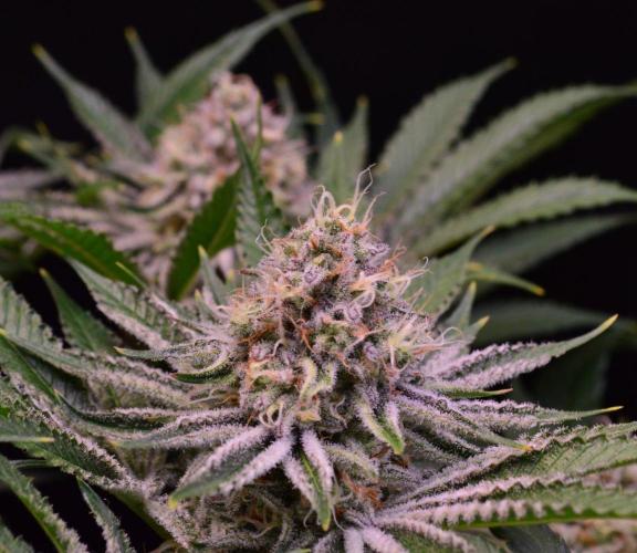 • Deepwater Cherry •. Week 12
