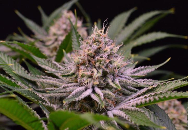 • Deepwater Cherry •. Week 12
