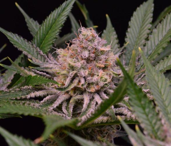 • Deepwater Cherry •. Week 12