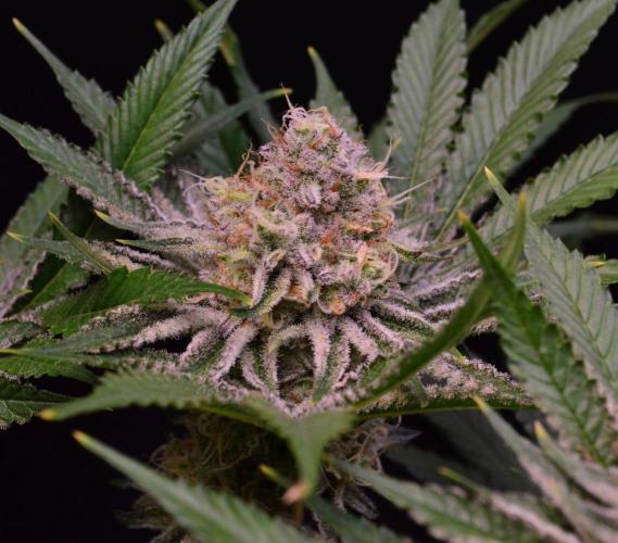 • Deepwater Cherry •. Week 12