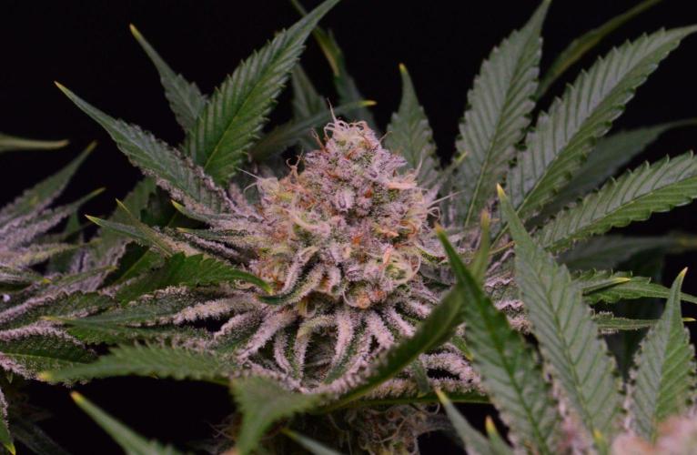 • Deepwater Cherry •. Week 12