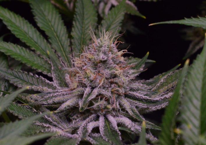 • Deepwater Cherry •. Week 12