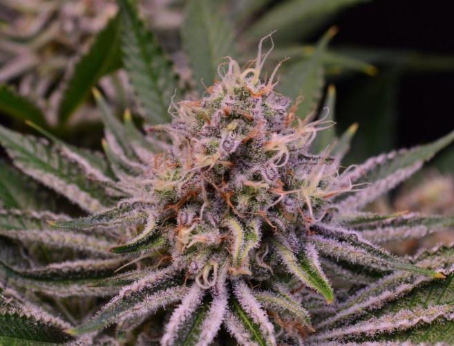 • Deepwater Cherry •. Week 12