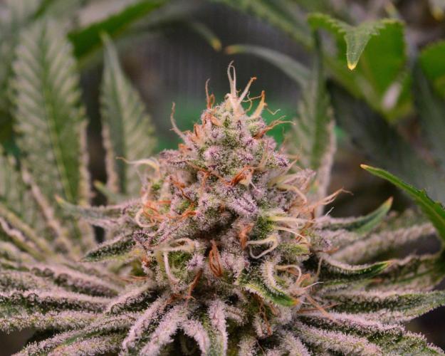 • Deepwater Cherry •. Week 12