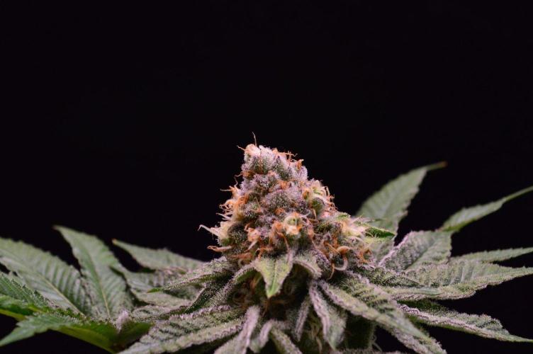 • Deepwater Cherry •. Week 12