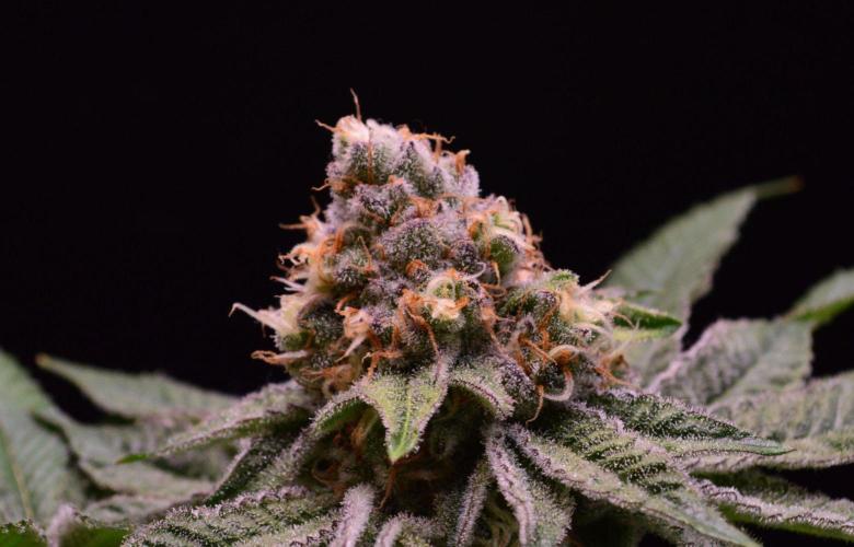 • Deepwater Cherry •. Week 12