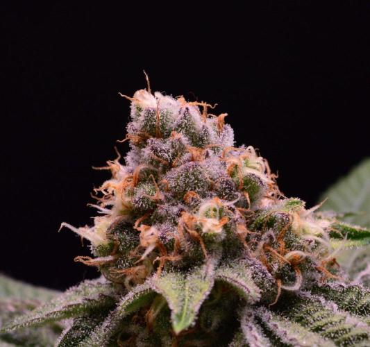 • Deepwater Cherry •. Week 12
