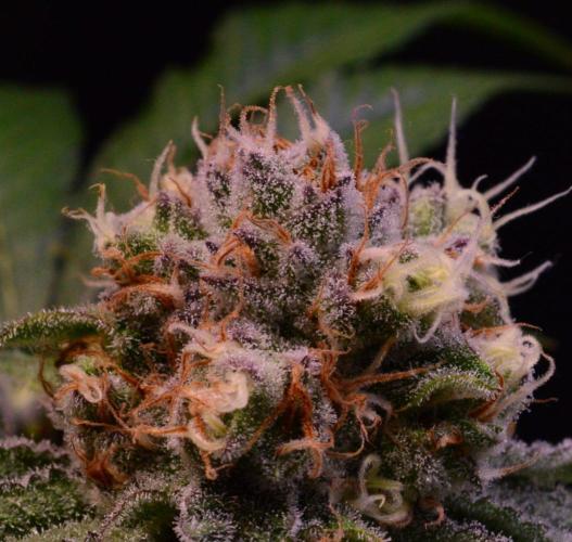 • Deepwater Cherry •. Week 12