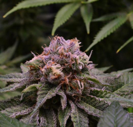 • Deepwater Cherry •. Week 12