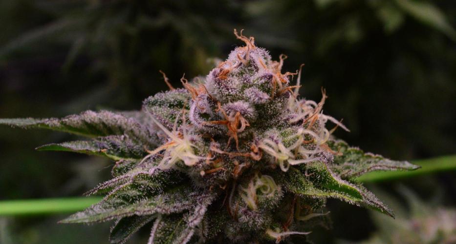 • Deepwater Cherry •. Week 12