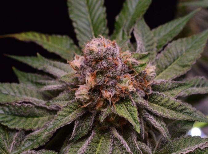 • Deepwater Cherry •. Week 12