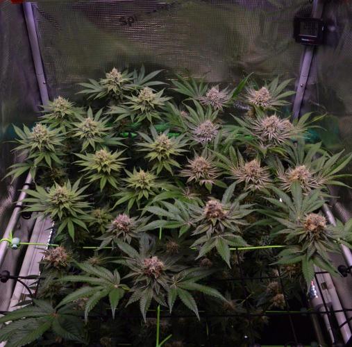 • Deepwater Cherry •. Week 12