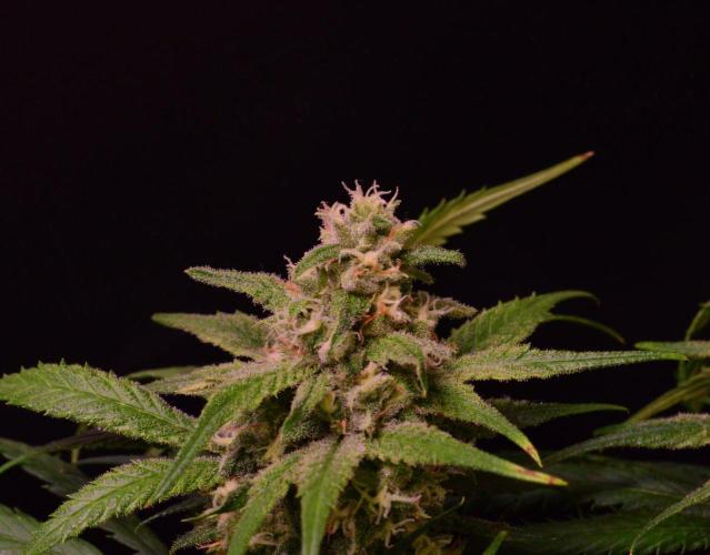 •Strawberry Guava BX•. Week 12 - D84/42F