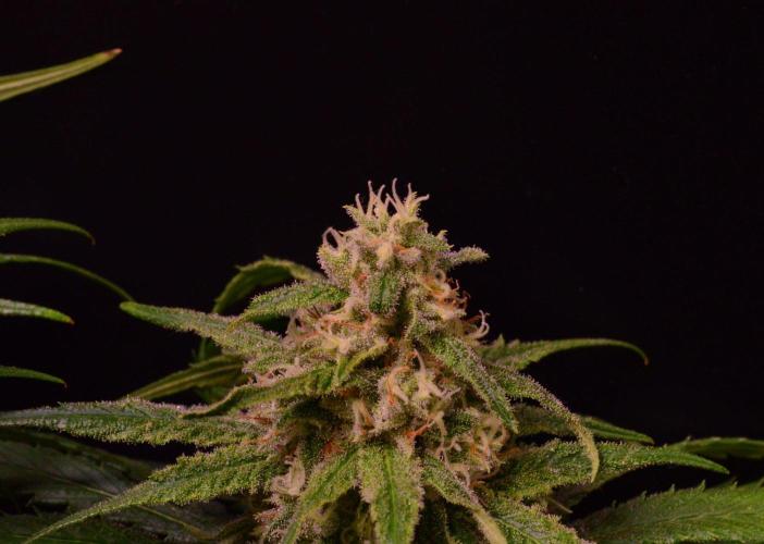 •Strawberry Guava BX•. Week 12