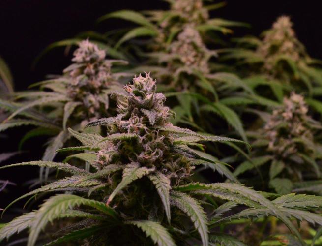 •Strawberry Guava BX•. Week 12